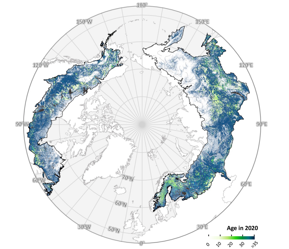 Data from the study shows parts of the boreal biome where most trees are young and small. Data from the study shows parts of the boreal biome where most trees are young and small.